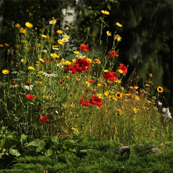 flower-blooms