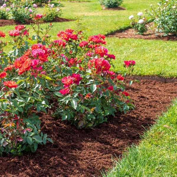 roses