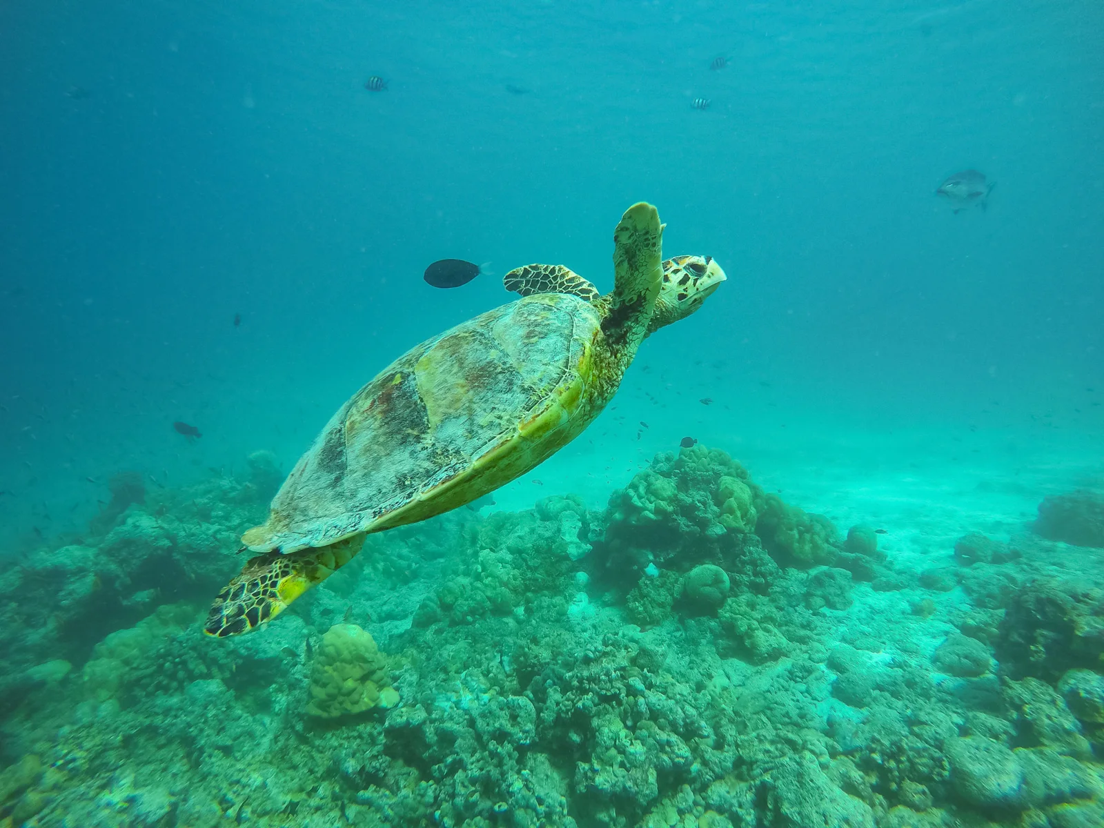 Sea turtle swimming over a coral reef with tropical fish in clear blue water in the Maldives
